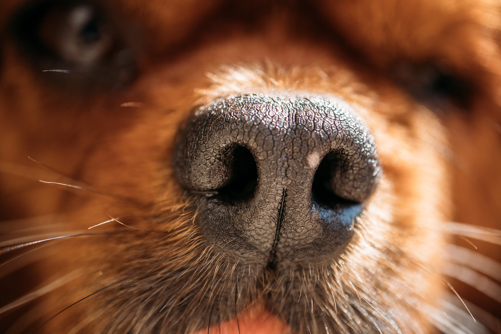 nose of a dog