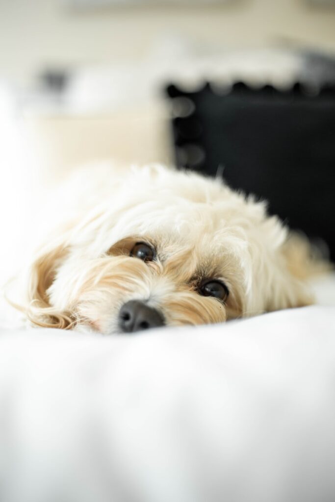 white long coated small dog on white textile