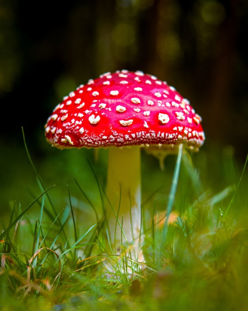 red and white mushroom in green grass