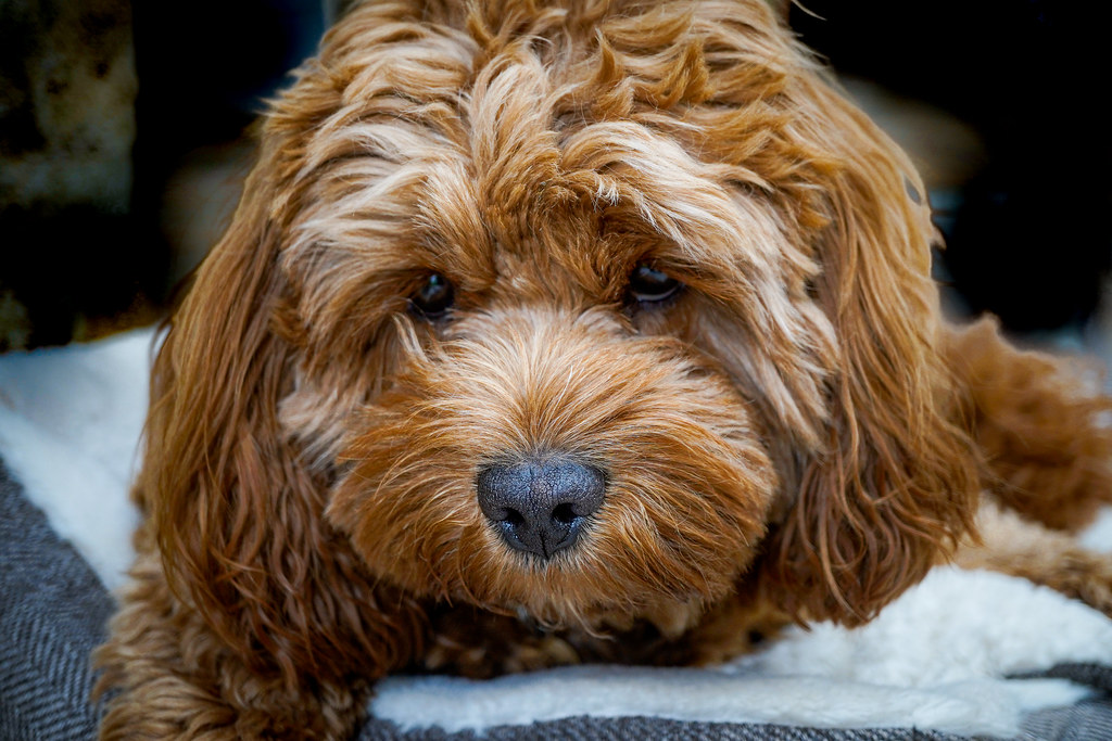 A Brown Cavapoo