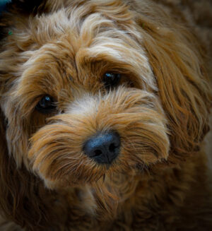 The Teddy Bear look of Cavapoos