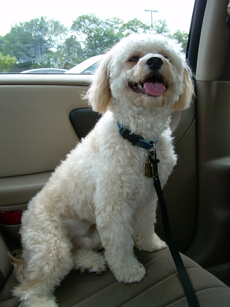 White Cavapoo showing off personality