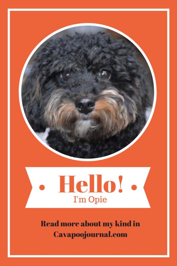 Picture of Opie, a F1b generation Cavapoo