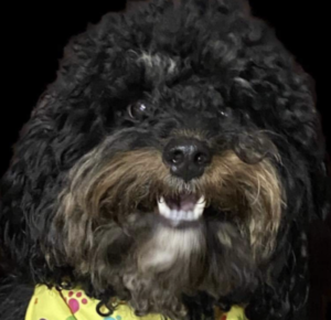 Black Cavapoo with gold markings.