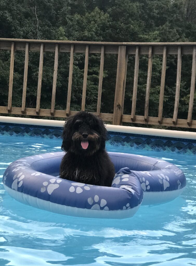 Opie in the pool