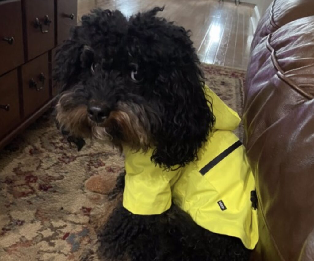 my cavapoo wearing a yellow rain coat.