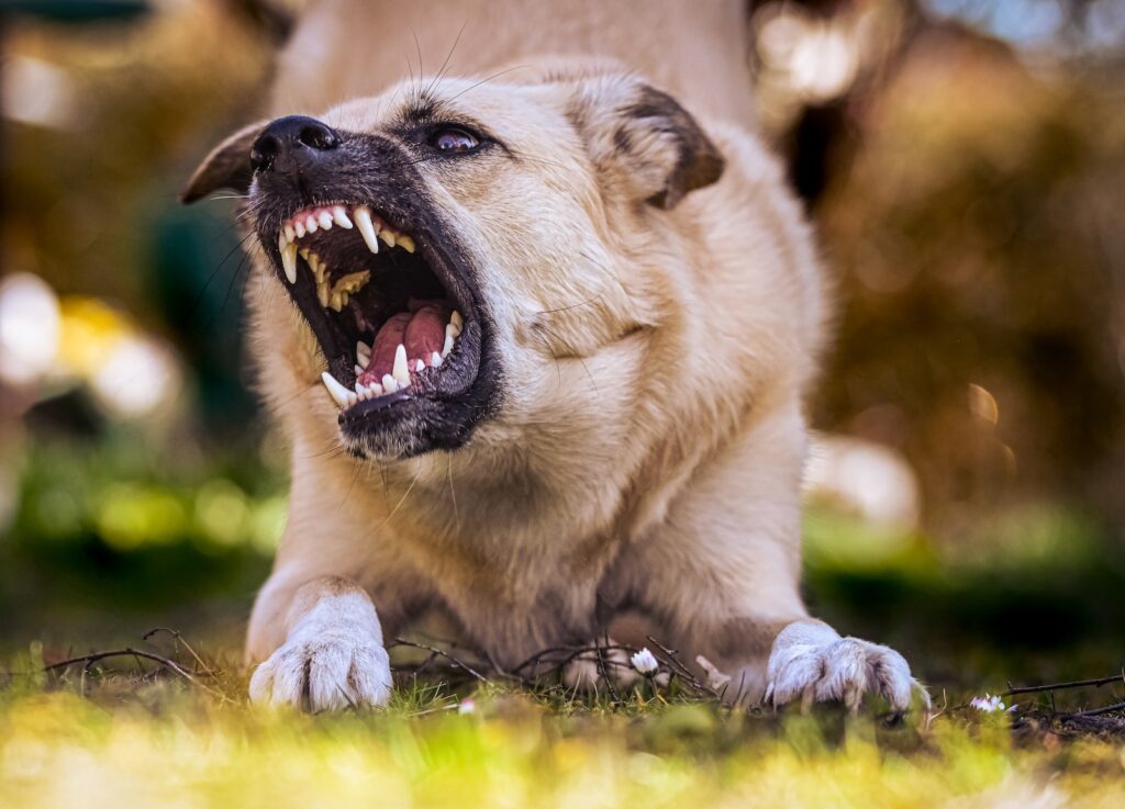 white and brown short coated dog lying on green grass during daytime