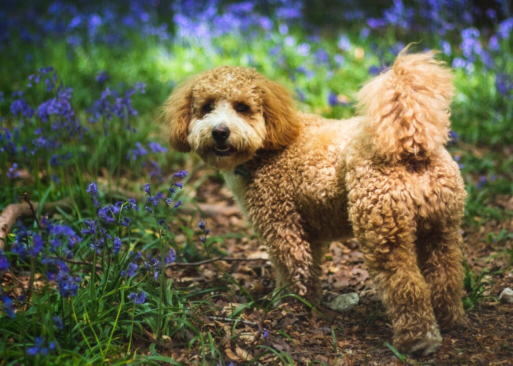 dog, cavapoochon, animal