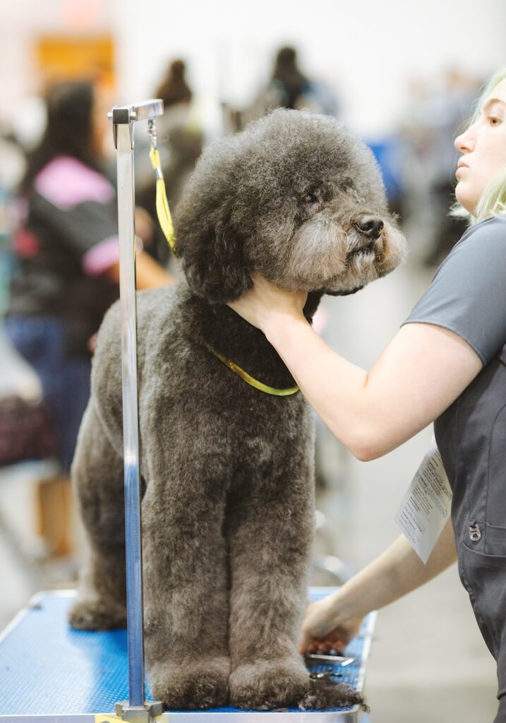 black poodle with yellow leash