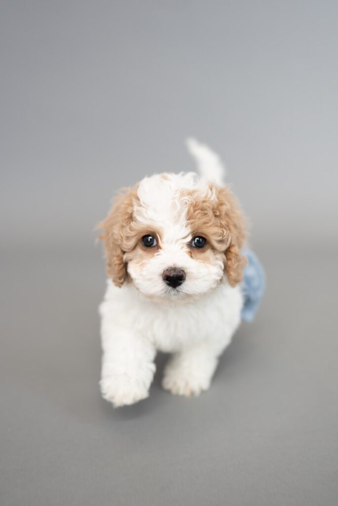 white and brown long coated puppy