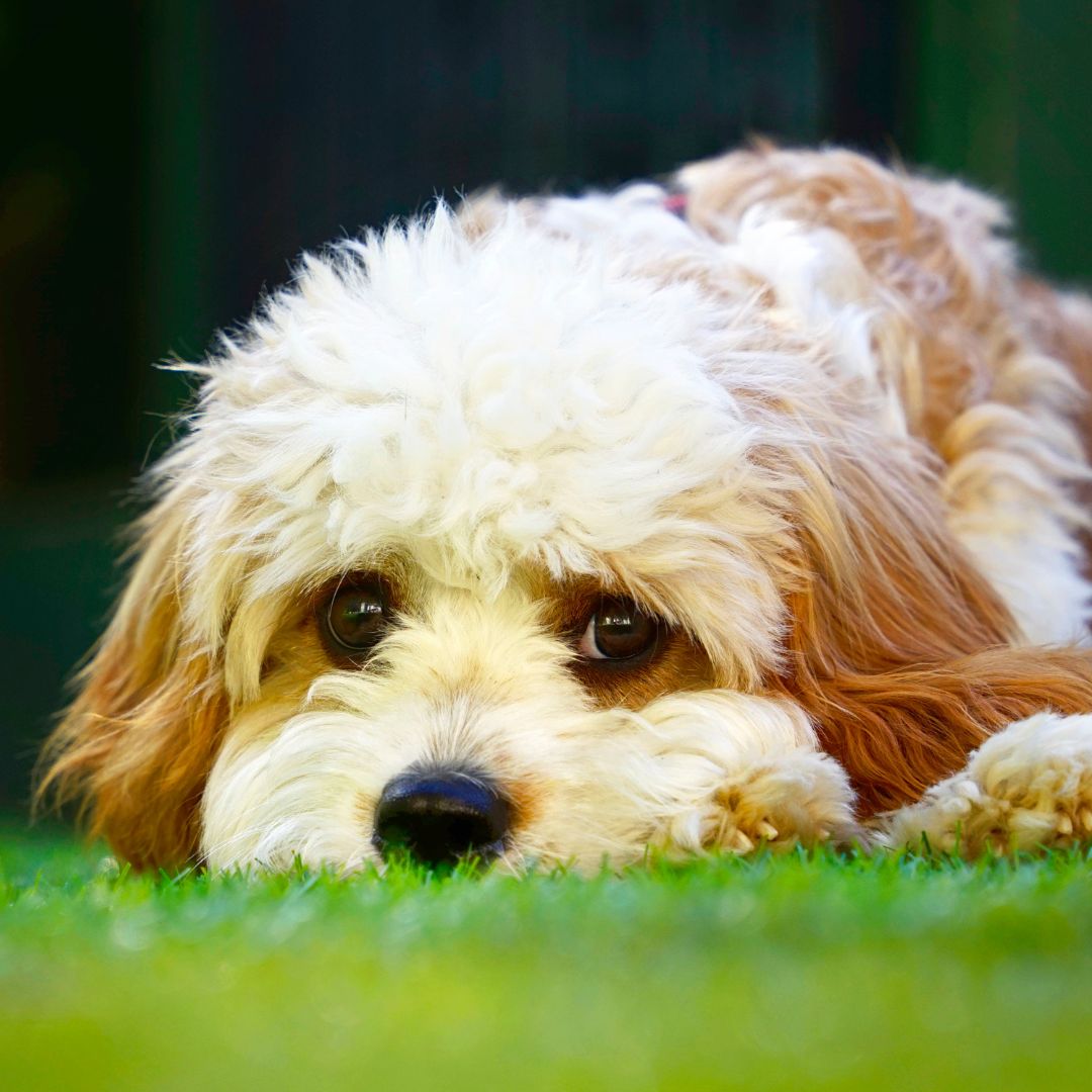 picture of a white Cavapoo with tan ears laying on the grass staring.