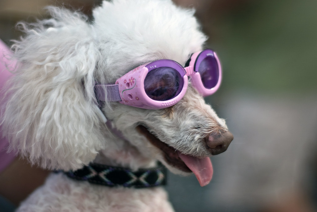 poodle wearing goggles