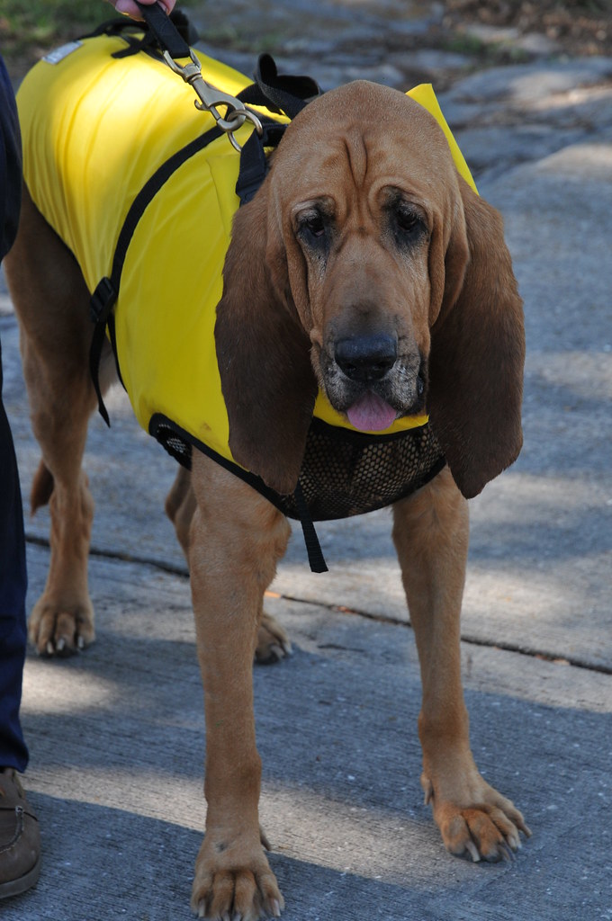 hound wearing a life jacket