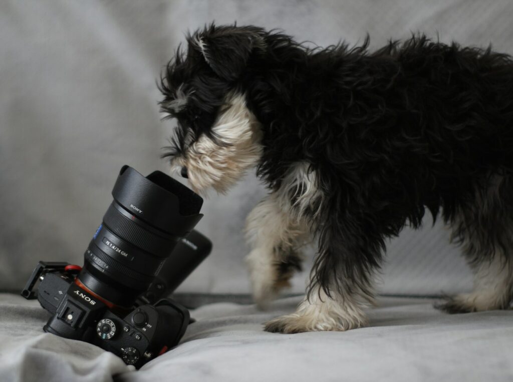 black and white long coated small dog lying on gray textile