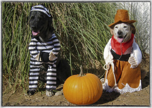 two dogs dressed up in Halloween outfits